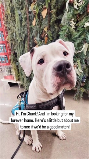 Meet Chuckwalla! Chuckwalla is a sweet bulldog mix who originally came to the shelter as a skinny stray. He was adopted and recently returned through no fault of his own. He should be fine with sturdy kids and would love a big yard and another big goofy dog to play with. Although he is a little rude with cats, he loves other dogs and is all around a lovable guy! If you are looking for a guy with a big heart and a great attitude, Chuck would love to meet you! | Ingham County Animal Control and Sh