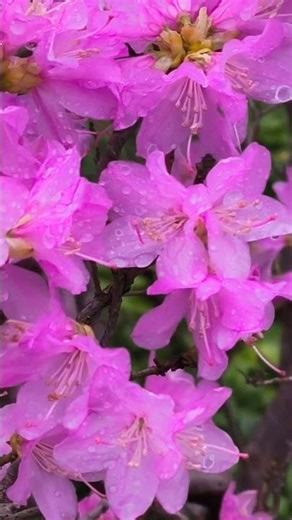 What a Treat! 🌸 Plants That Bloom in Early Spring