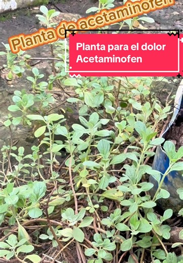 Acetaminofén: Planta y sus Usos Medicinales