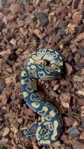 #BallPython Holdback