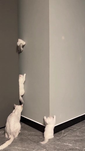 Special Cat Climbing Wall | Cute and Funny Cat Moments
