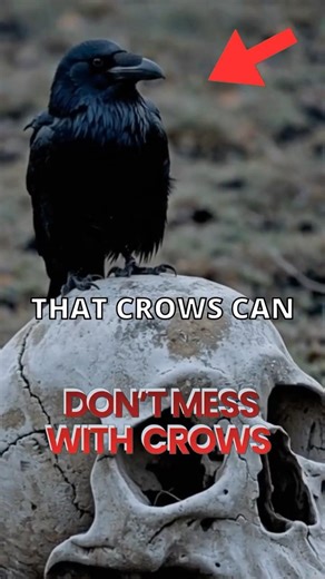Crows Don’t Forget Faces #curiosity #crows #scary