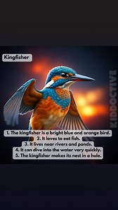 Bird Flashcards for kindergarten #flashcardsforkids #englishreading #fypシ゚ | Kiddoctive - Homeschooling