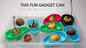 29K views · 220 reactions | A must for every AVOCADO Lover!! The AvoSeedo  | AvoSeedo - Grow your own Avocado Tree | Facebook
