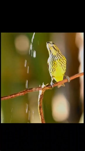 The White-spotted Waxbill in action. #BirdPhotography #WaxbillBird | Wild Realm