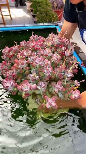 How to Water Succulents Correctly (So They Don't Die!) 💦