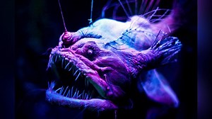 10 Scariest Deep Sea Creatures