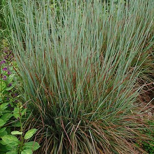 Standing Ovation Little Bluestem Grass, Schizachyrium | High Country Gardens
