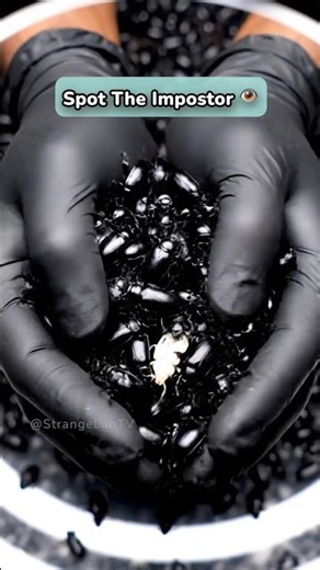 here is an Impostor in this swarm... 👁️ #findit #beetles #visualpuzzle #shorts