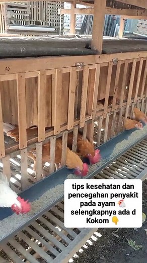 481K views · 5K reactions | Tips agar ayam tetap sehat dan terhindar dari sakit ✨ *Cek penjelasannya d Kokom #tipspeternak #edukasipeternak | Immank Lutra | Facebook