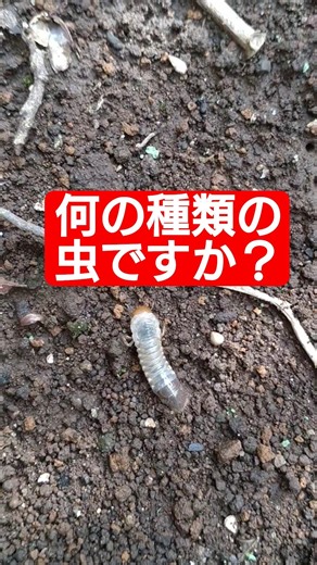 何の種類の虫ですか？#虫 #昆虫 #幼虫