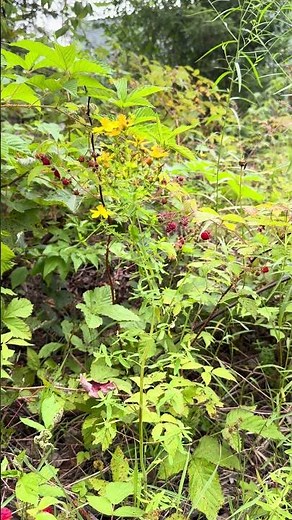 4k Summer Forest 2026 E38: Wild Raspberry 32s #Summer #Forest #Raspberry #Nature #Wildlife #Canada