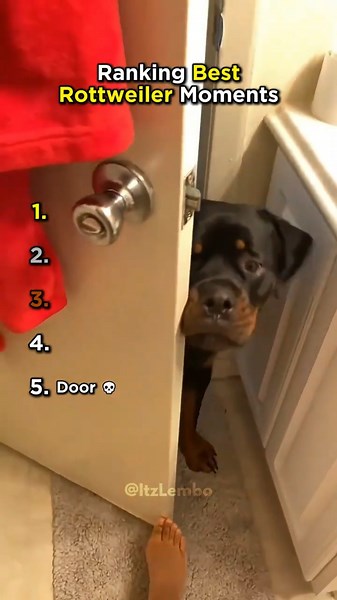 Ranking Best Rottweiler Moments 😂 #usa