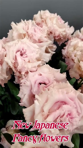 【Introducing Japan's New Flowers】 Newly developed Japanese Fancy flowers. Vol.8
