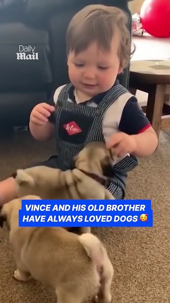 Adorable toddler plays with litter of pug puppies