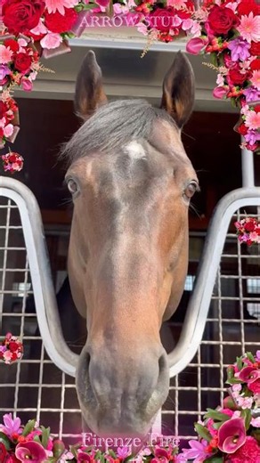 『Adesso e Fortuna～炎と永遠～』 #アロースタッド #フィレンツェファイア #firenzefire #horse #horseracing #函館競馬場 #フィレンツェファイア産駒
