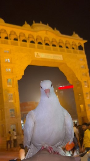 Ja re kabutar ❤️🙏🏻 | Nukul Khatu