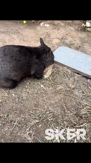 Ever seen a wombat play basketball 🏀? Buster plays by wombat 🐻 rules but that still counts right 🤣. Check out the spin at the end, who said wombats aren't athletic! 🤸‍♂️ | Southern Koala and Echidna Rescue Ltd
