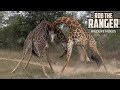 Giraffe Bulls Battle For Dominance! | African Wildlife Action