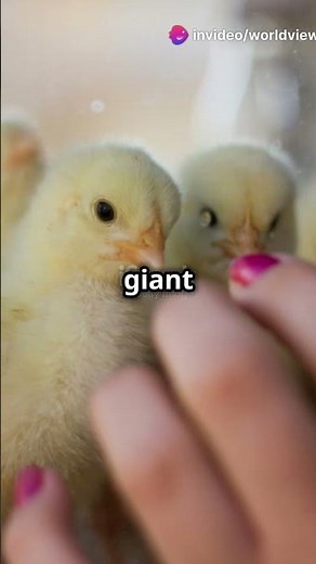 Top 5 Biggest Chicken Breeds in the World! #facts #fascinatingwildlife #naturelovers