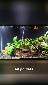 Is a 5.5 gallon fish tank worth it? #fishtank #fishkeeping #aquarium | Prime Time Aquatics