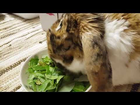 Bunny happy noises - honking and clucking