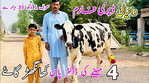 5.5K views · 135 reactions | Khangar Cows | Daniyal Dairy Farm | Milking cow | Australian Friesian Cow | New Cow video 2025 | Cow for sale in Punjab #jhangjanwarmandi #cows #cowforsale | Jhang Janwar Mandi | Facebook