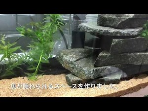 カレイが大きくなったので熱帯魚水槽に移します