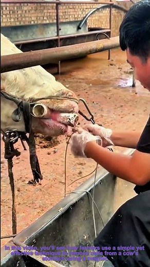 Cow Stomach Nail Removal with a Magnet