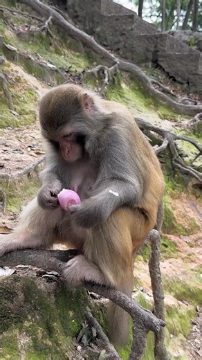 The monkey eating onion 🧅😨 #memes #monkeymemes #animal #wildlifephotography #love #monkeysofinstagram #monkeys #travel #Art #animals # | Thakor Dipak