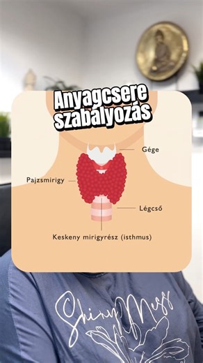 Mikre képes a pajzsmirigy? Ahhoz képest, hogy a legkisebb szervünk, hatalmas felfordulást képes okozni. Te mit tudsz róla? | Zen Piercing