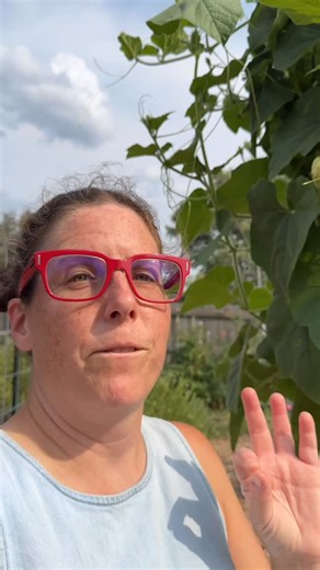 Sure took a while but they finally found the Mecca to feast! #backyardgarden #gardening #backyardgardening #gardeningforbeginners #gardentips #gardeningtips #gardentipsandtricks #organicgardening #ladybug #gardenpredators | The Disco Garden