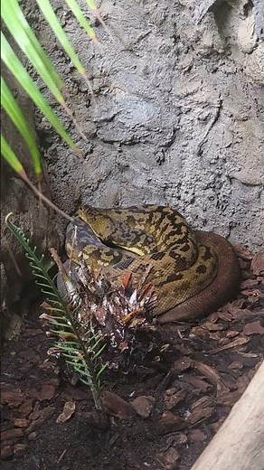 Timor Python Snake Reptile | San Diego Zoo, California