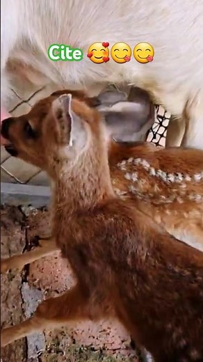 Two cute baby deer drinking milk This rare and heartwarming moment in nature will melt your heart🥹💖