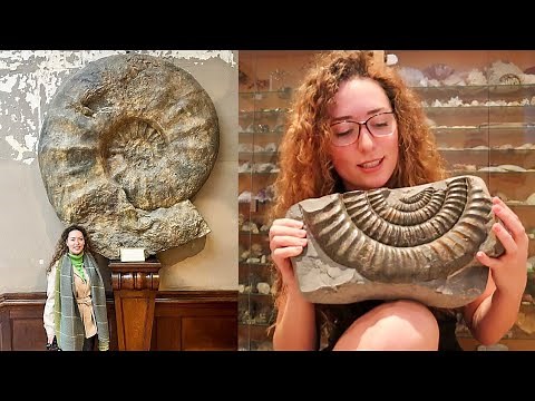 Largest Ammonite Species! Parapuzosia Seppenradensis - Fossil Friday!