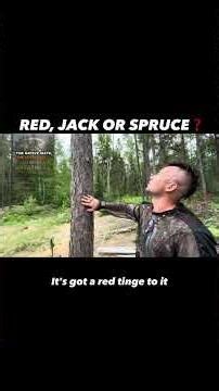 How Do You Tell the Difference Between Spruce, Red, and Jack Pine❓