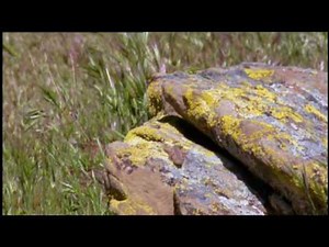 The Side-Blotched Lizard