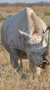The Rhino’s grazing sustains it in Etosha’s wild landscape. #namibia #etosha #rhino #safari #travel #wildlife #traveller #visitnamibia #africansafari #explore #wildlifephotography #madbookings | Travel with Simon | Facebook
