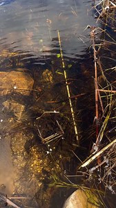 66K views · 426 reactions | Beaver catch and reset | Dunlap LURES | Facebook