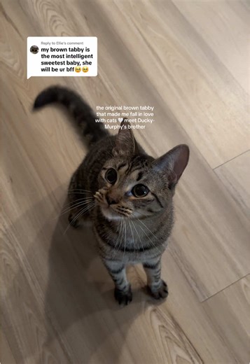 Meet Ducky: The Adorable Brown Tabby Cat