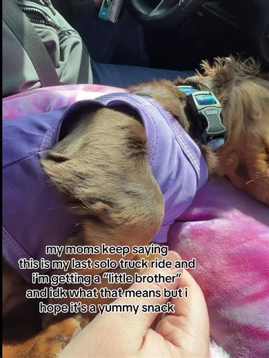 Wiener Dog's Last Solo Truck Ride