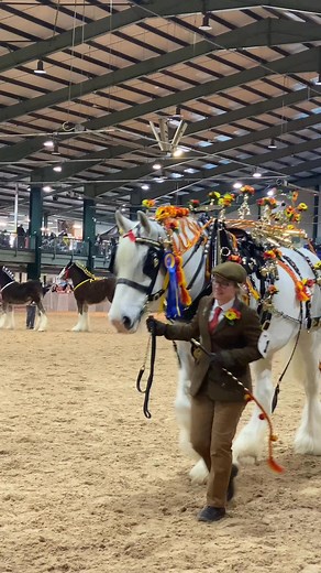 945K views · 19K reactions | #shire #horsepower #cai #iubescaii #caluti #pasionaticai #horselife #horselovers #equine #horsepower #horselifestyle #breton #percheron #animals #animallover ❤️ #animallover #life #cavalo #caballos | Joker cai | Facebook