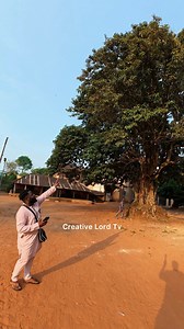This African Cherry ( Udala in Igbo ) has existed for over 800yrs in this palace and history has it that you can’t stand under it to lie, if you lie under this tree something will happen to you and information has it that it is not a shrine but an ancestral tree. | Creative Lord Tv