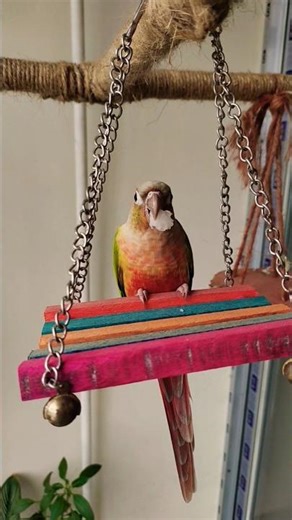 Which Conure Species Do You Own?🥰