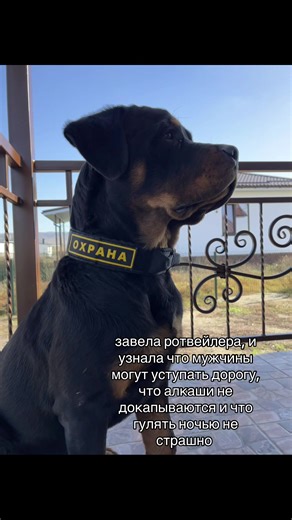 идея @AST.MICHELLE #рекиии #догблогер #ротвейлер #догток | dog