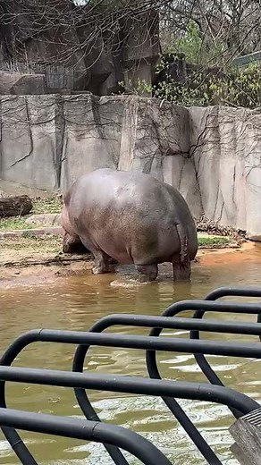 Hippo pooping