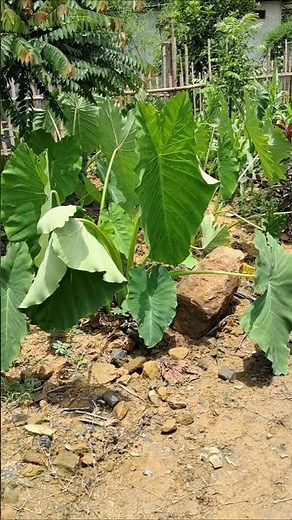How to dry and store taro leaves for late use . #taroleaf #crop for #food #garden #gardenplants