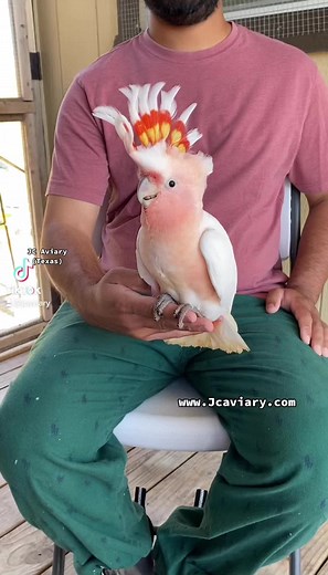Adorable Baby Major Mitchell Cockatoo - Perfect Pet Training