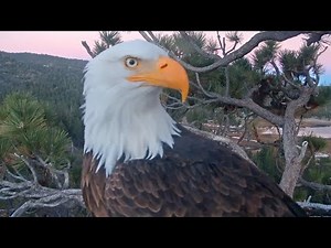 Mastering the Nest: Jackie & Shadow’s Eagle Nesting Masterclass!