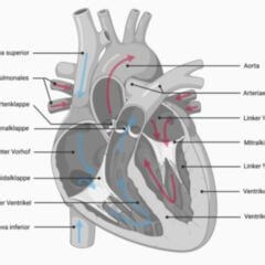 Herz - DocCheck Flexikon